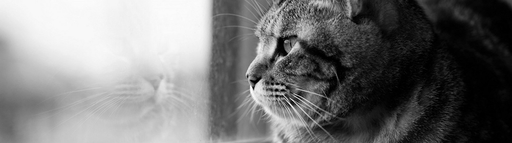 gato mirando por la ventana