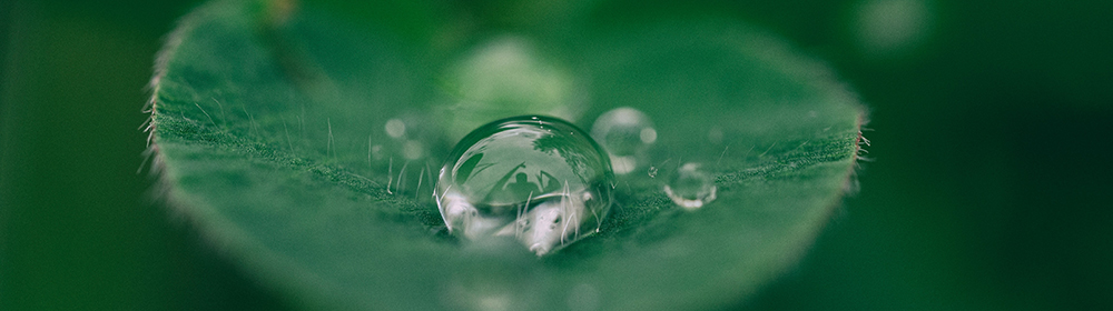 hoja con una goto de agua
